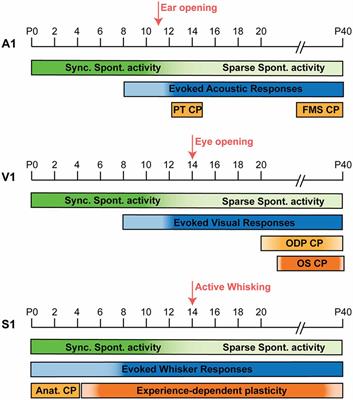 The Role of Inhibitory Interneurons in Circuit Assembly and Refinement Across Sensory Cortices